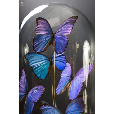 Cinq papillons morpho bleus sous globe oval - base laiton