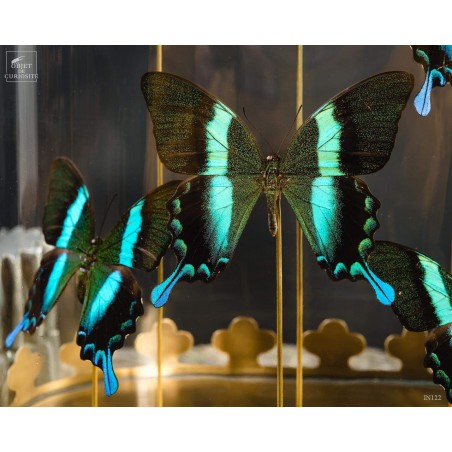 6 green Blumei butterflies, oval glass,brass base.
