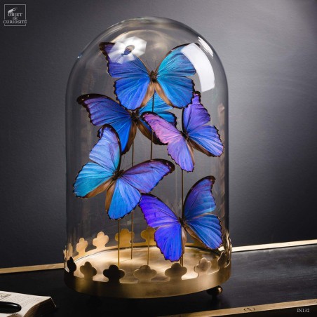 5 Morpho butterflies under round glass and brass