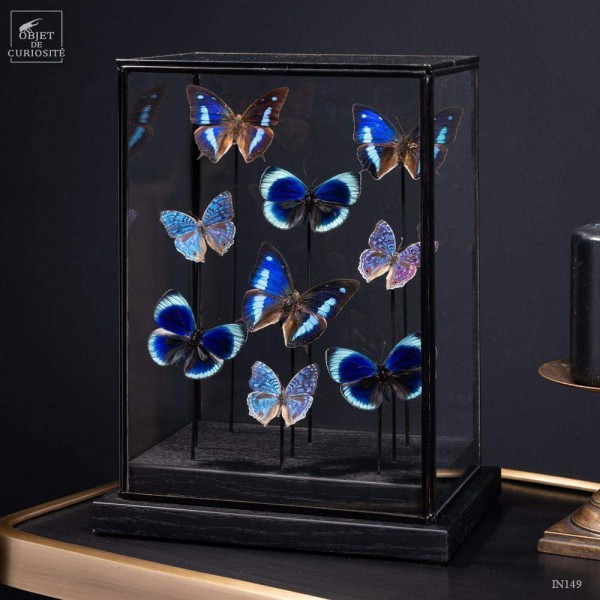 9 papillons bleus dans globe rectangulaire