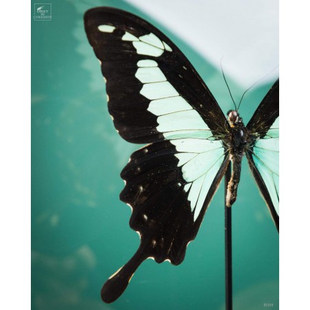 Deux papillons verts dans reliquaire