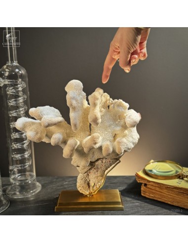 Corail Patte de chat ACROPORA...