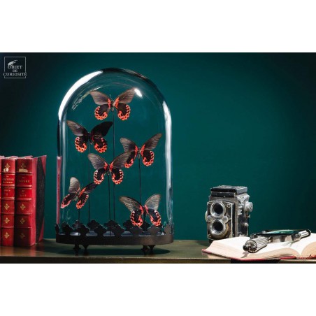 6 Red butterflies - Oval globe on brass black base