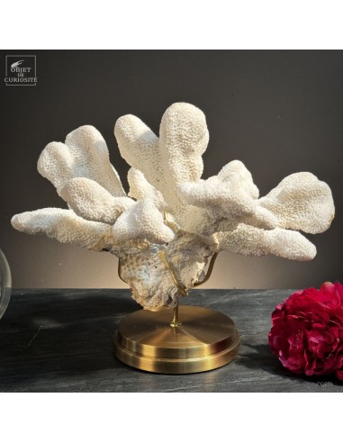 Corail Patte de chat ACROPORA...