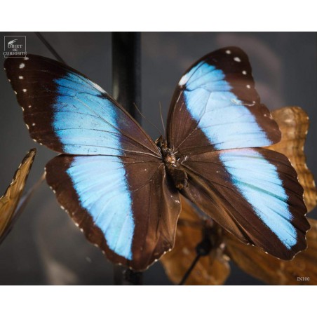 11 papillons morpho bleus sous globe carré 11 papillons morpho bleus sous globe carré