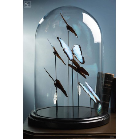 Papillons bleus morpho (6) sous globe Ht 38cm