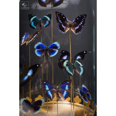 13 blue butterflies under glass, brass base