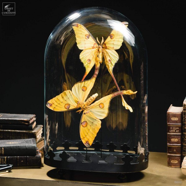 Couple of Comet moth from Madagascar under oval glass
