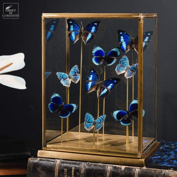 9 blue butterflies under glass, brass base