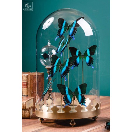 6 green Blumei butterflies in glass, brass base.