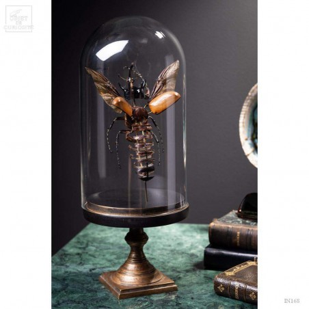 Fragmented beetle under glass on brass stand