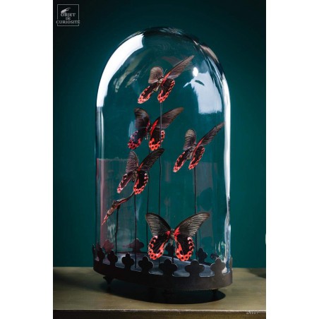 6 Red butterflies - Oval globe on brass black base
