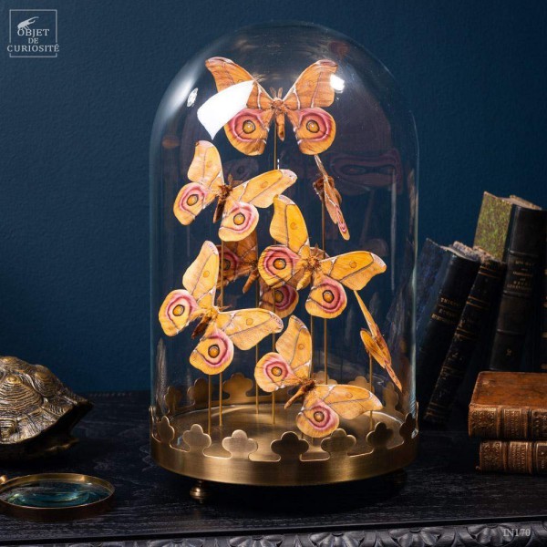 8 butterflies ANTHERINA SURAKA  with brass base