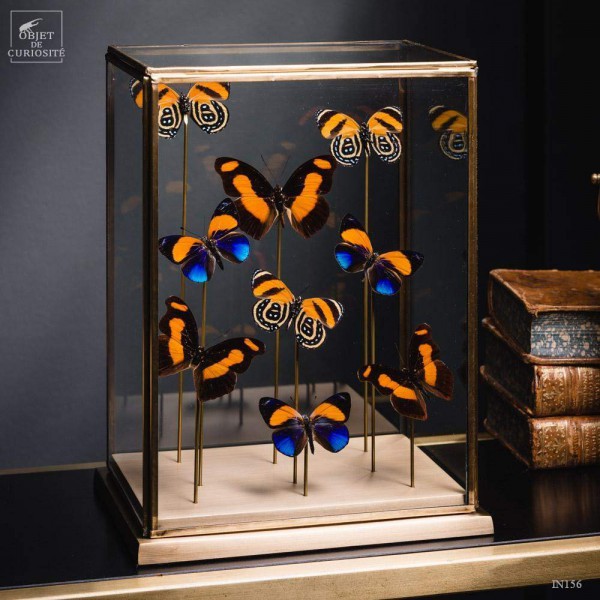 9 papillons oranges sous globe rectangulaire