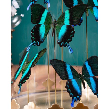 6 green Blumei butterflies in glass, brass base.