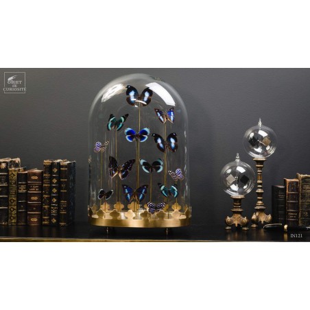 13 blue butterflies under oval glass, brass base
