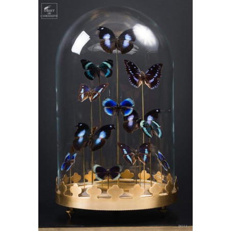 13 blue butterflies under glass, brass base