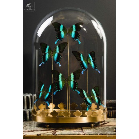 6 green Blumei butterflies, oval glass,brass base.