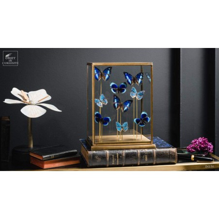 9 blue butterflies under glass, brass base