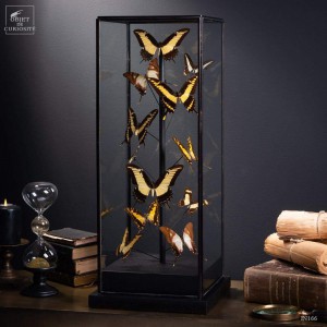12 yellow butterflies under square glass