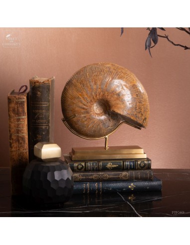Ammonite Macrocephalite (Madagascar)... Ammonite Macrocephalite (Madagascar)...