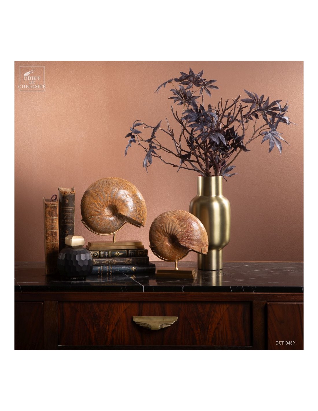 Ammonite Macrocephalite (Madagascar)... Ammonite Macrocephalite (Madagascar)...