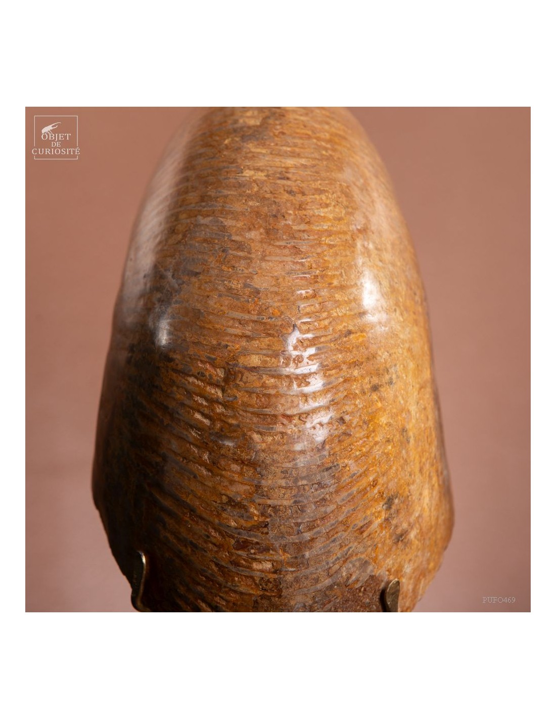 Ammonite Macrocephalite (Madagascar)... Ammonite Macrocephalite (Madagascar)...