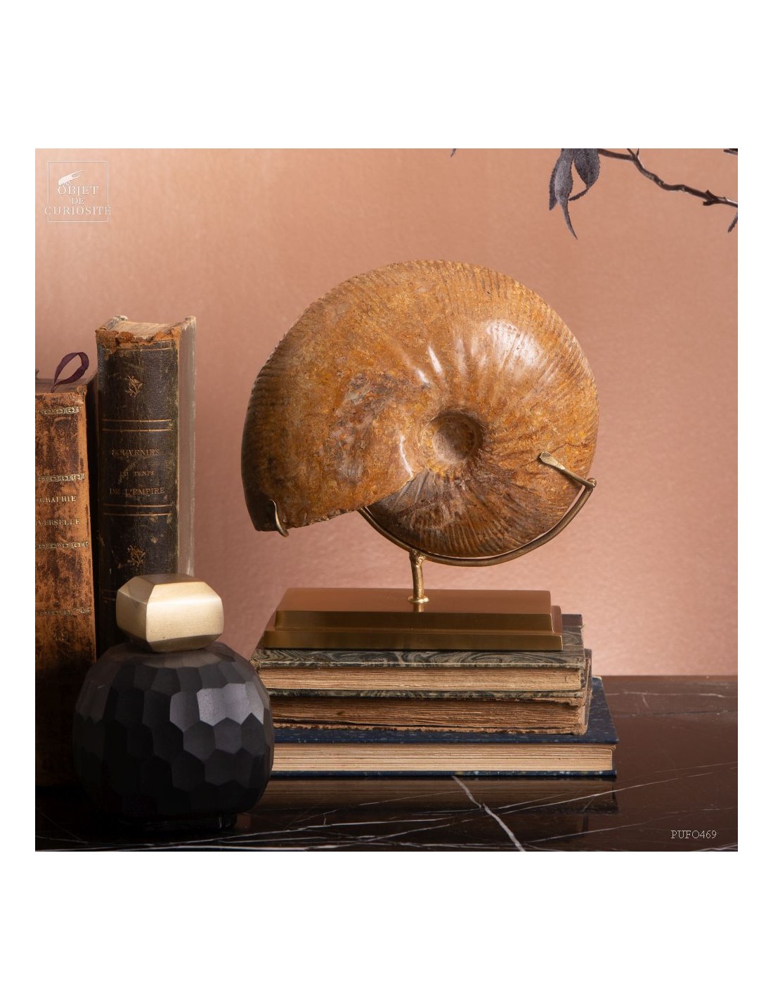 Ammonite Macrocephalite (Madagascar)... Ammonite Macrocephalite (Madagascar)...