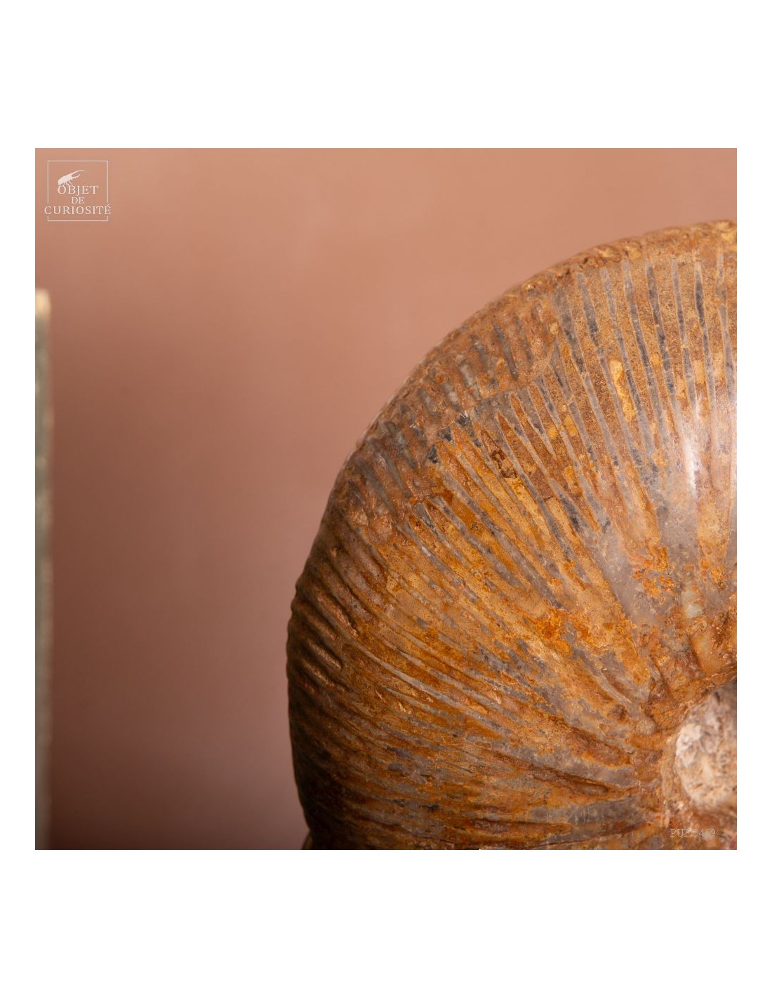 Ammonite Macrocephalite (Madagascar)... Ammonite Macrocephalite (Madagascar)...