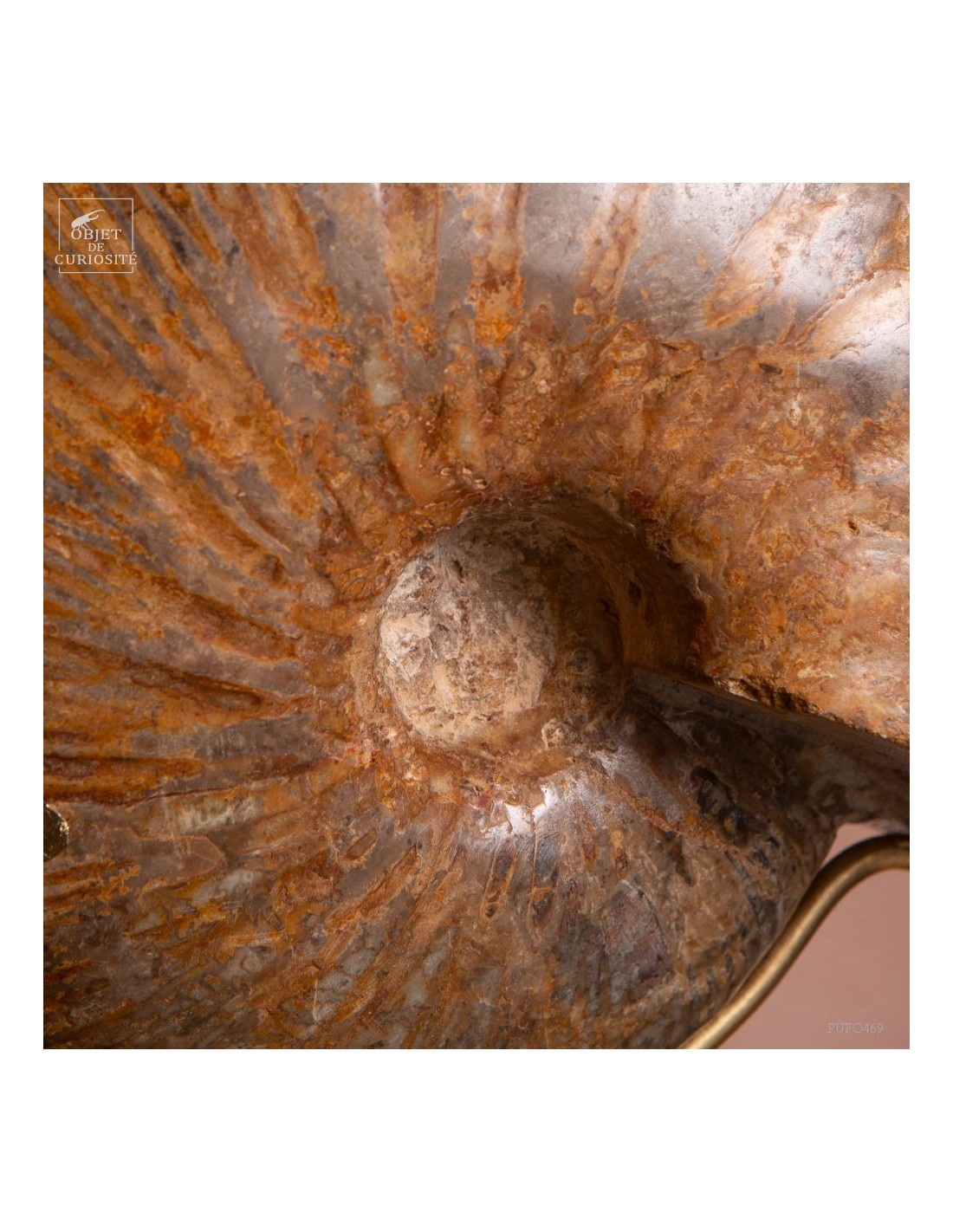 Ammonite Macrocephalite (Madagascar)... Ammonite Macrocephalite (Madagascar)...