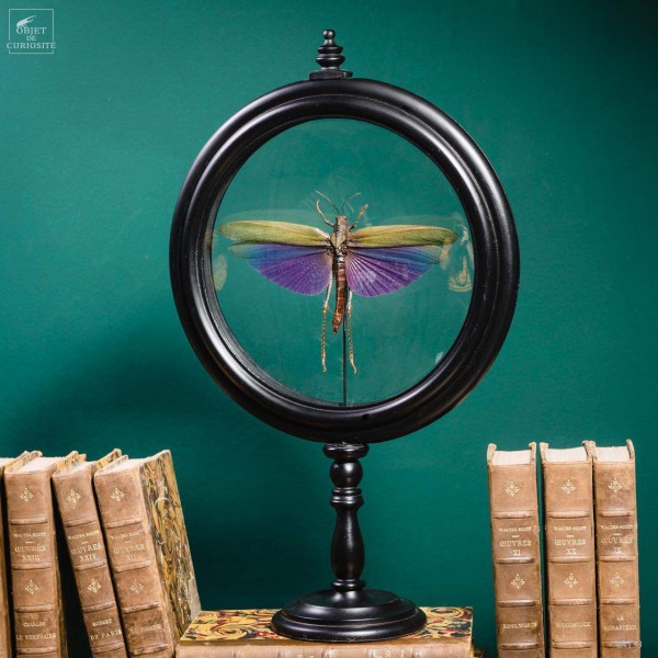 Criquet VIOLET dans reliquaire noir Criquet VIOLET dans reliquaire noir