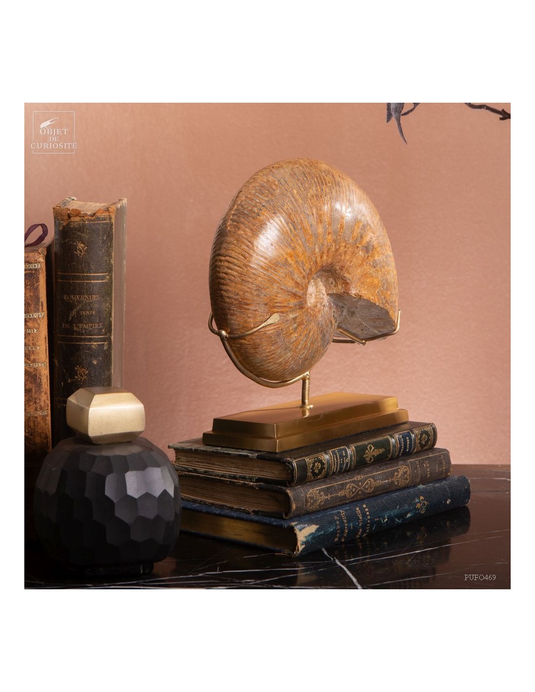 Ammonite Macrocephalite (Madagascar)... Ammonite Macrocephalite (Madagascar)...