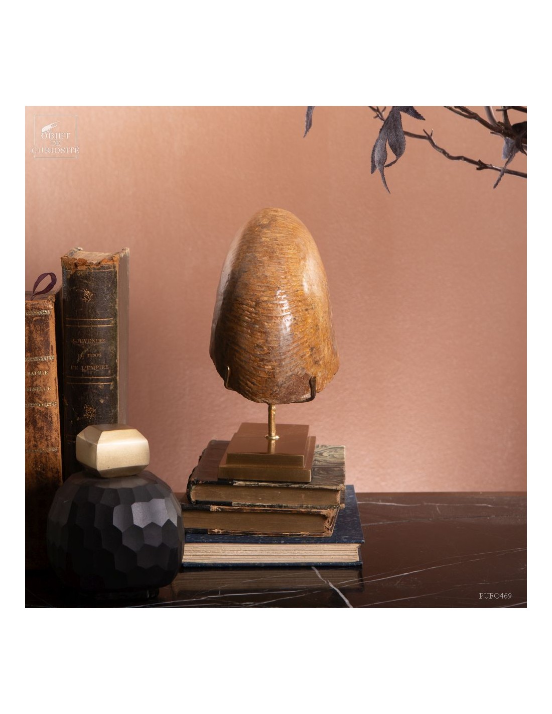 Ammonite Macrocephalite (Madagascar)... Ammonite Macrocephalite (Madagascar)...