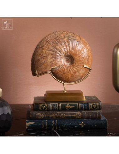 Ammonite Macrocephalite from...