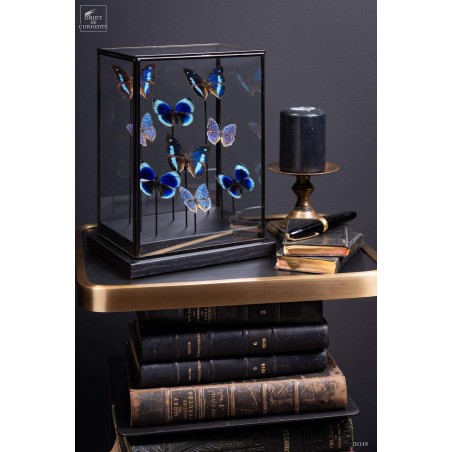 9 papillons bleus dans globe rectangulaire