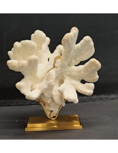 Corail Patte de chat ACROPORA...