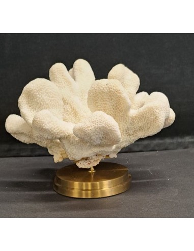 Corail Patte de chat ACROPORA...