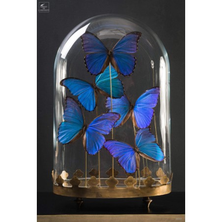 Cinq papillons morpho bleus sous globe oval - base laiton