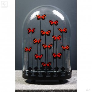 13 red Callicore butterflies under oval glass