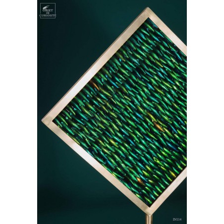 Elytra green beetle wings in square brass frame