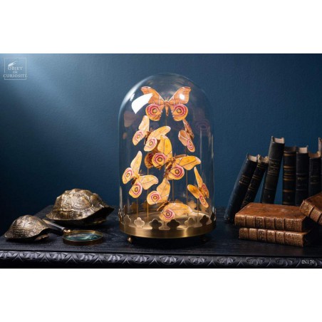8 butterflies ANTHERINA SURAKA  with brass base