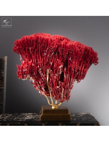 Red TUBIPORA MUSICA coral