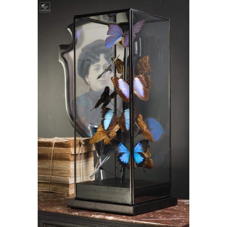 11 papillons morpho bleus sous globe carré 11 papillons morpho bleus sous globe carré