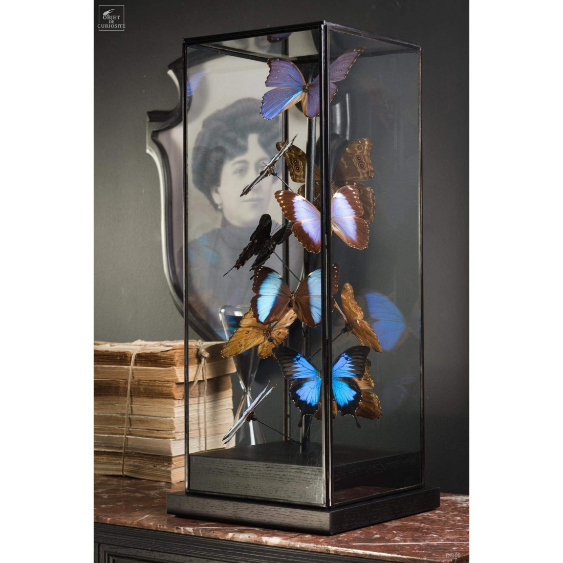 11 papillons morpho bleus sous globe carré 11 papillons morpho bleus sous globe carré