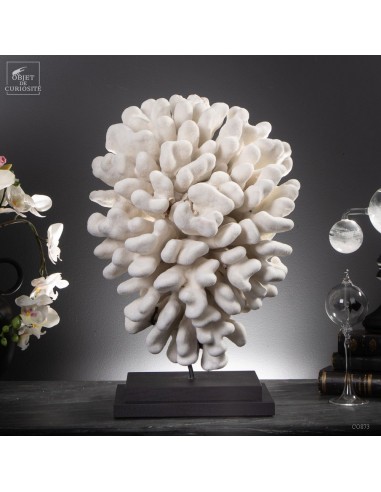 Elk Horn white coral - STYLOPHORA...