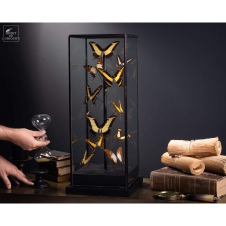 12 yellow butterflies under square glass