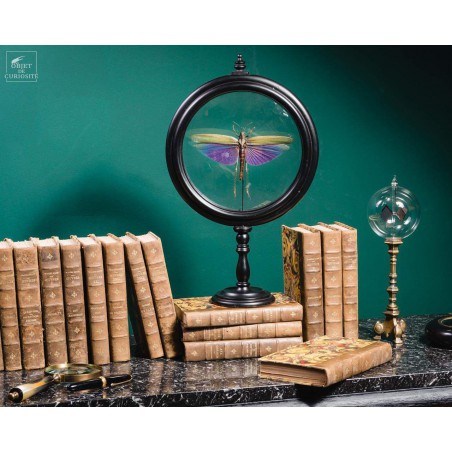 Criquet VIOLET dans reliquaire noir Criquet VIOLET dans reliquaire noir