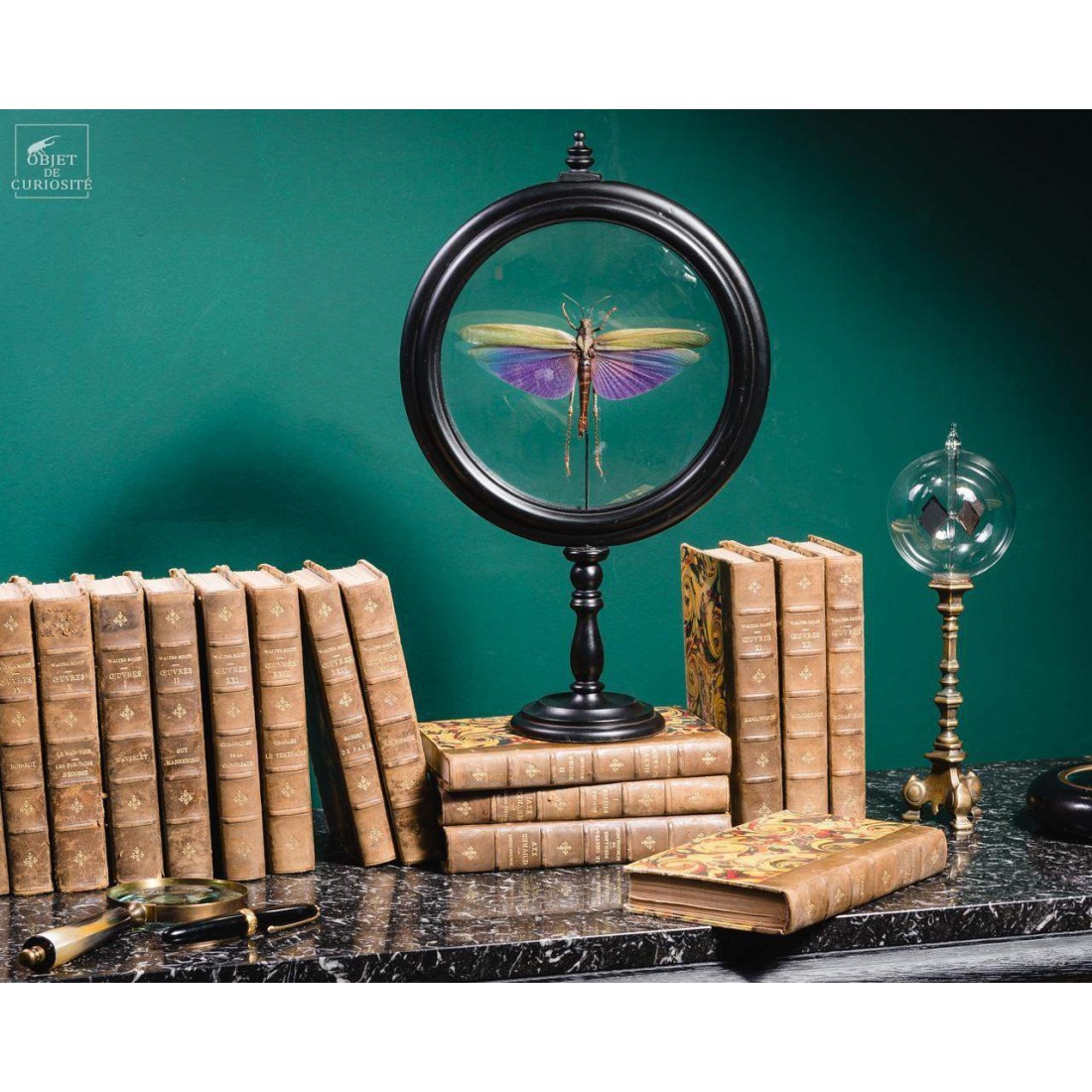 Criquet VIOLET dans reliquaire noir Criquet VIOLET dans reliquaire noir