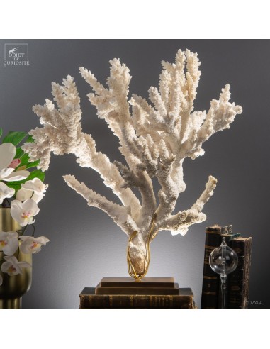 Corail blanc branche - ACROPORA...