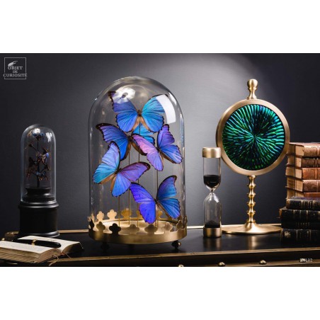 5 Morpho butterflies under round glass and brass